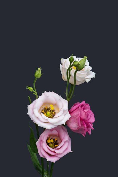 рожевий білий лізантус цвіте макро, вінтажне образотворче мистецтво натюрморт цвіте, бутони, стебло, зелене листя, темно-сірий фон
 - Фото, зображення