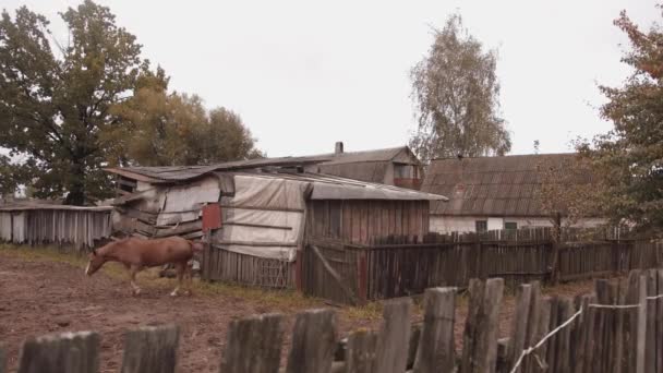 Een prachtig bruin paard wandelt op de binnenplaats van een dorpshuis naast de oude houten schuurtjes op een rustige zomerdag - Video