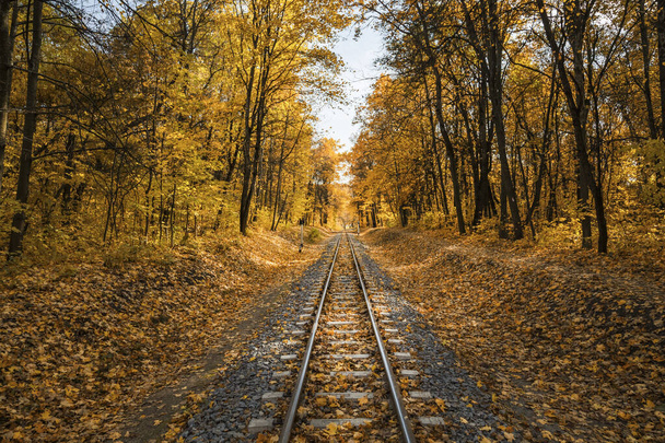 インドの夏には秋の森の中で狭軌の単線鉄道、黄色の葉、太陽と青空。ウクライナのハリコフ. - 写真・画像