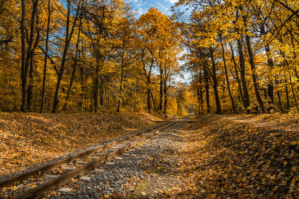 Narrow gauge single track railway in autumn forest in Indian summer, yellow leaves, sunlight and blue sky. Kharkov, Ukraine. - Photo, image