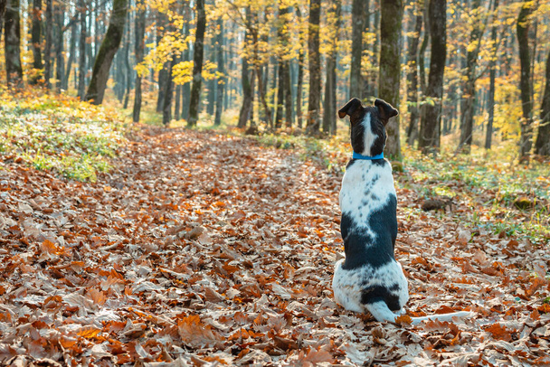 A young white and black dog with a blue collar sits on fallen leaves in an autumn forest. The dog sits with his back to the camera and looks out into the forest - Photo, Image