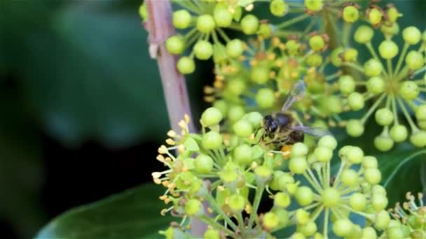 Una abeja chupa entre las flores de una hiedra, en primavera, sus patas están llenas de polen - Metraje, vídeo