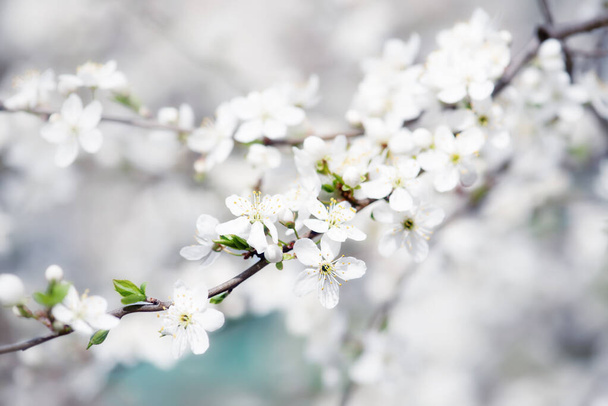 Plum spring flowers - Foto, Bild