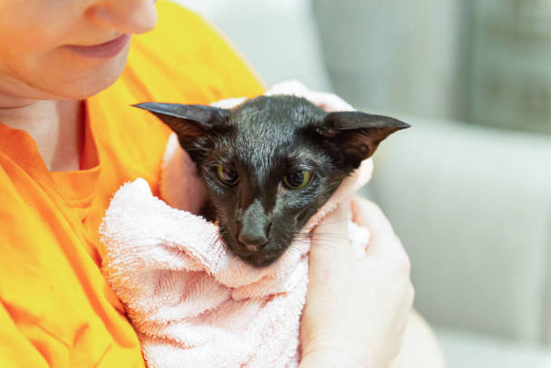 Жінка з чорною мокрою кішкою після миття в ванні
 - Фото, зображення