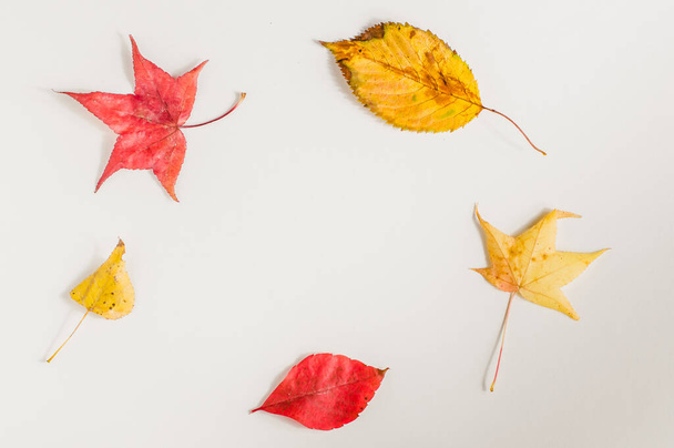 hojas de otoño sobre un fondo blanco vista superior. - Foto, Imagen