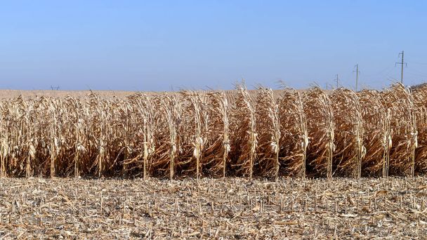 Kuivatun ruskean maissin rivit maatalouspellolla sadonkorjuuaikana. Valikoiva keskittyminen. Kopioi tila - Valokuva, kuva