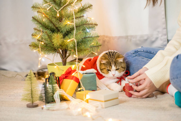 kahverengi İskoç düz tekir kedi bezi kırmızı Noel Baba battaniyesi ve noel ağacı arka planı - Fotoğraf, Görsel