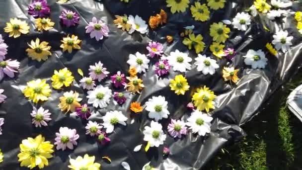 krásné květinové dekorace na mezinárodním květinovém festivalu TIMFLORALIS v rumunské Timisoaře - Záběry, video