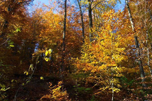 Autumn forest nature. Vivid morning in colorful forest with sun rays through branches of trees. Scenery of nature with sunlight - Foto, Bild