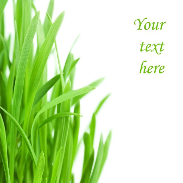 friss zöld fű elszigetelt fehér háttér - Fotó, kép