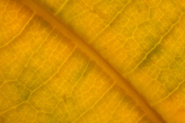 gelbes Blatt Natur Hintergrund Nahaufnahme - Foto, Bild