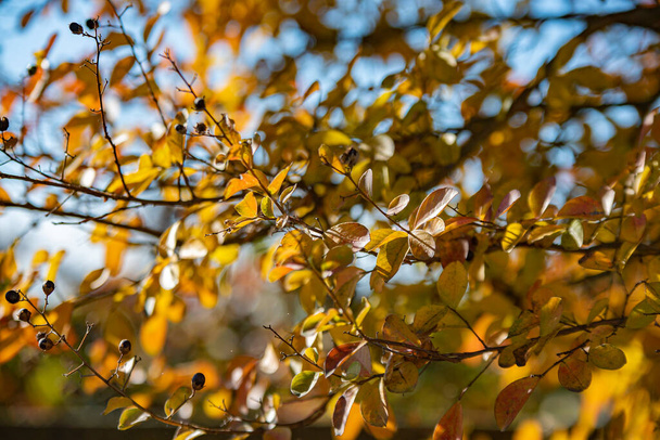 Closeup photo of red autumn leaf in a sunny day - Zdjęcie, obraz