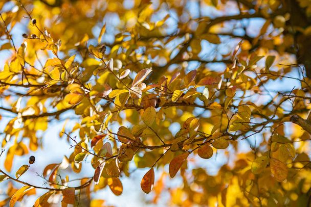 Closeup photo of red autumn leaf in a sunny day - Фото, зображення