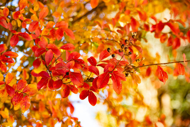 Closeup photo of red autumn leaf in a sunny day - Fotografie, Obrázek