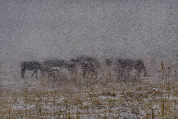 Russia. Il sud della Siberia occidentale, le montagne Altai. Una mandria di cavalli pascolano su un campo innevato in una forte tempesta di neve sul passo Seminsky del tratto Chuisky. - Foto, immagini
