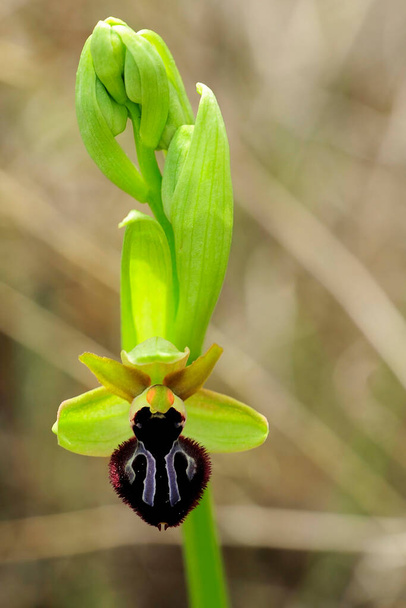 Το Ophrys sphegodes είναι ένα είδος του γένους Ophrys.. - Φωτογραφία, εικόνα