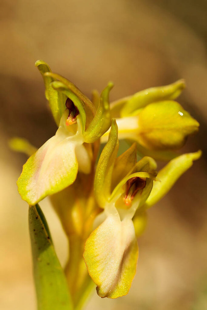 Orchis collina, είναι ένα γήινο είδος της οικογένειας ορχιδέας. - Φωτογραφία, εικόνα