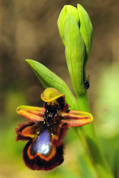 Ophrys Speculum, is a species of orchids of the Orchidaceae family. - Photo, Image