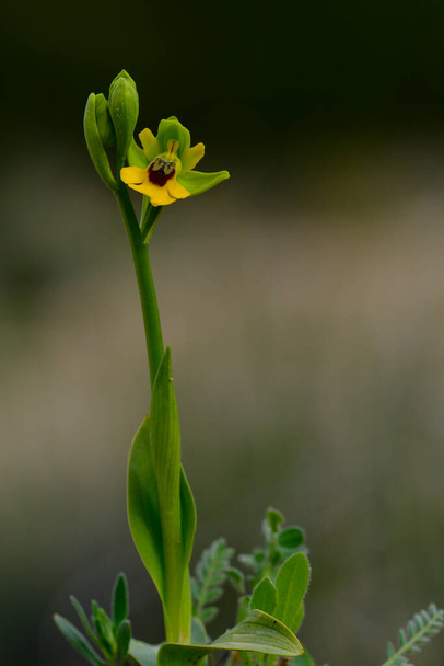 το Ophrys lutea, είναι ένα είδος ορχιδέας της οικογένειας Orchidaceae. - Φωτογραφία, εικόνα
