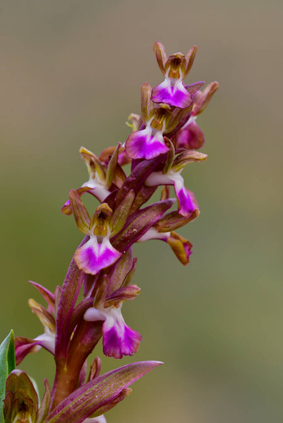 Orchis collina is een orchidee uit de familie van de orchideeën (OrchideeĆ "n).. - Foto, afbeelding