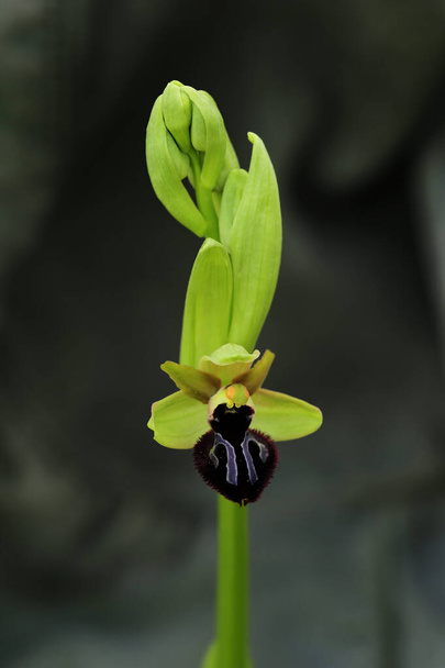 Ophrys sphegodes is a species in the genus Ophrys. - Photo, Image