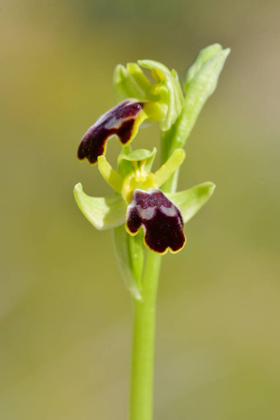 το Ophrys fusca, είναι ένα είδος ορχιδέας της οικογένειας Orchidaceae. - Φωτογραφία, εικόνα