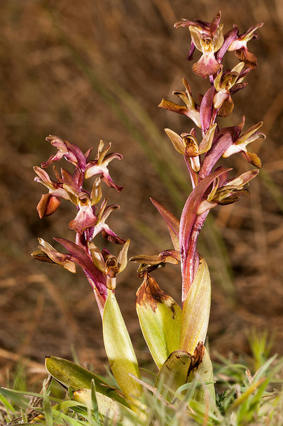 Orchis collina, is a terrestrial species of the orchid family. - Photo, Image