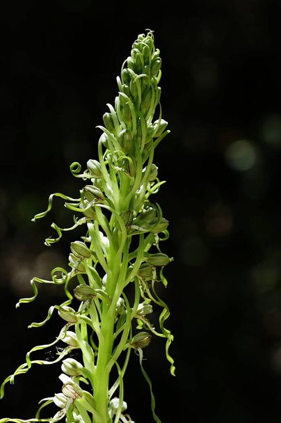 Himantoglossum hircinum, ευρέως γνωστή ως ορχιδέα σαύρας. - Φωτογραφία, εικόνα