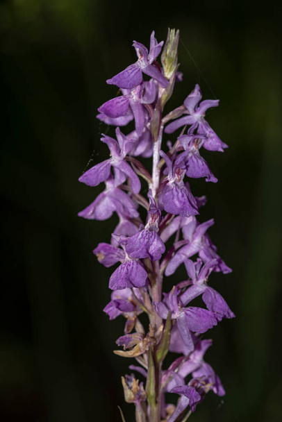 Dactulorhiza Elata is a species of orchid, of the subfamily Orchidoideae. - Photo, Image