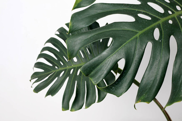 Monstera plant leaves, the tropical evergreen vine isolated on white background - Фото, изображение