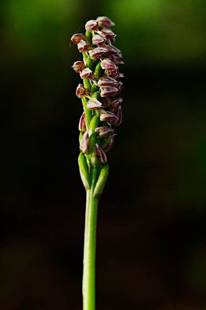 Neotinea maculata, on Orchidaceae-heimon orkidealaji. - Valokuva, kuva