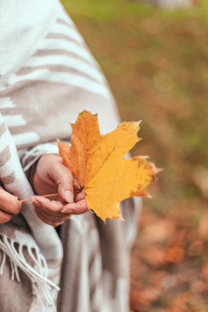 Elderly woman hand holding maple leaf autumn - 写真・画像