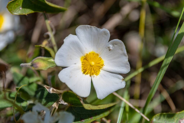 Close up of a white Helianthemum apenninum flower - Photo, Image
