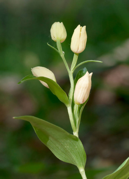 Cephalanthera damasonium is a species of terrestrial orchid. - Photo, Image