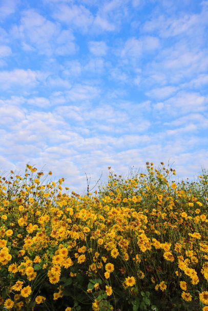 field of bright and fragrant yellow chrysanthemum flowers against background of blue sky with white clouds beautifully adorned. Chrysanthemum flowers are commonly grown to be used as herbal teas. - Photo, Image
