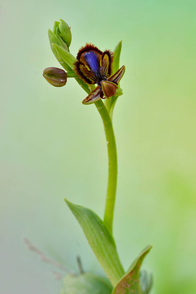 το Ophrys Speculum, είναι ένα είδος ορχιδέας της οικογένειας Orchidaceae. - Φωτογραφία, εικόνα