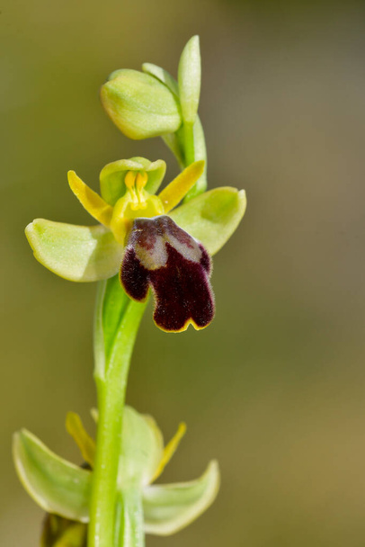 το Ophrys fusca, είναι ένα είδος ορχιδέας της οικογένειας Orchidaceae. - Φωτογραφία, εικόνα