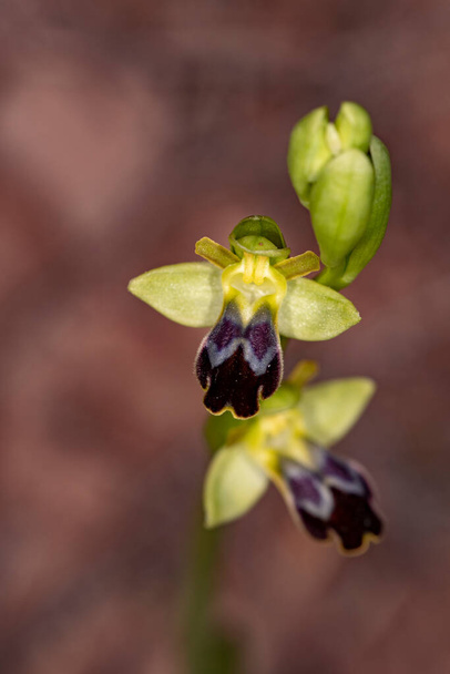 Ophrys fusca, is a species of orchids of the Orchidaceae family. - Photo, Image