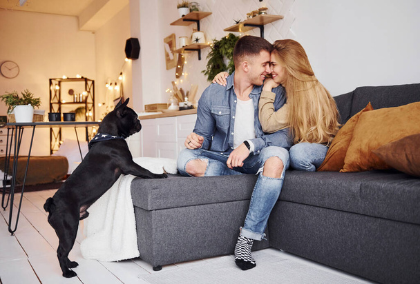 Happy young modern couple sitting on the sofa at home with their cute dog. - Zdjęcie, obraz