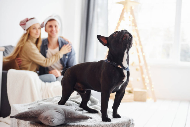 Šťastný mladý moderní pár v vánoční klobouky sedí na pohovce doma se svým roztomilým psem a novoroční strom. - Fotografie, Obrázek