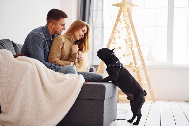 Happy young modern couple sitting on the sofa at home with christmas tree with their cute dog. - Zdjęcie, obraz