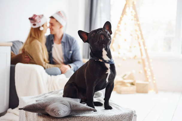 Happy young modern couple in christmas hats sitting on the sofa at home with their cute dog and new year tree. - 写真・画像
