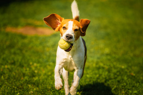 Beagle cão correr para fora em direção à câmera com brinquedo colorido. - Foto, Imagem