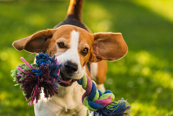 Beagle perro correr fuera hacia la cámara con colorido juguete. - Foto, Imagen