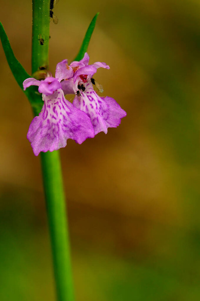 Orchis mascula on orkidea, jolla on maanpäällinen tapa. - Valokuva, kuva
