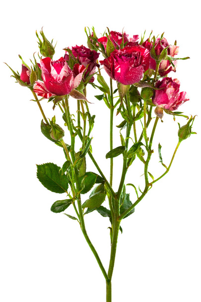 Branch of roses - Фото, изображение