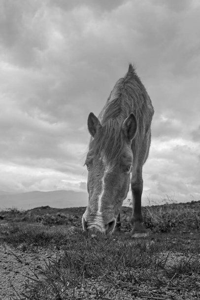 Κοντινό πλάνο ενός ημιάγριου αλόγου. Εθνικό Πάρκο Peneda Geres, βόρεια της Πορτογαλίας. Μετατρέπεται ασπρόμαυρο. - Φωτογραφία, εικόνα