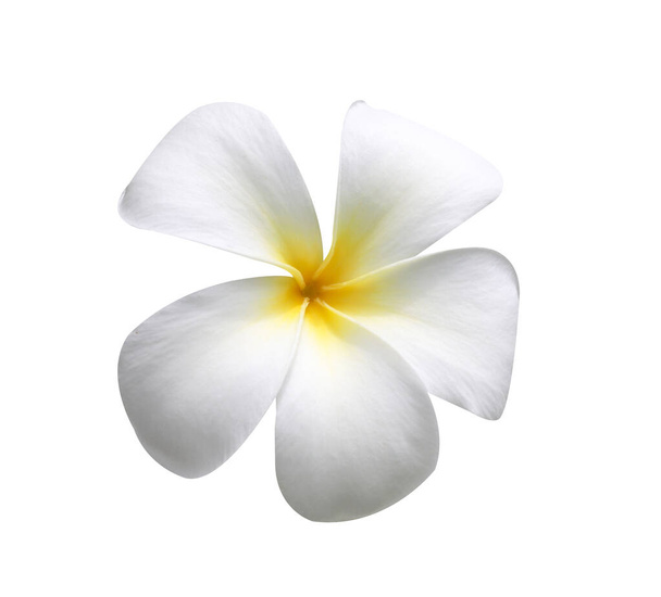 Frangipani Flores aisladas en blanco
 - Foto, Imagen