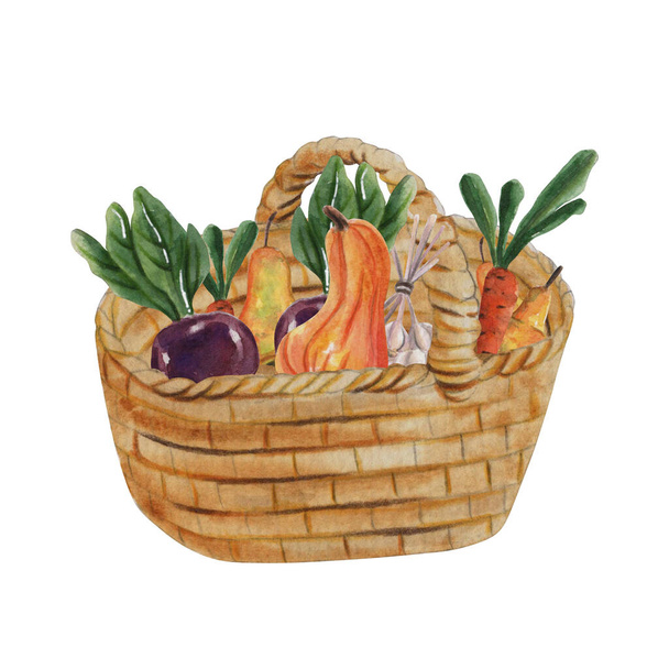 Овочевий кошик з морквою, гарбузом, буряком, грушею. Акварельна ілюстрація осіннього врожаю. Для подяки вітальних листівок, ринок фермерів, продуктовий магазин, меню, ринок екологічних продуктів харчування, плакати, логотип
  - Фото, зображення