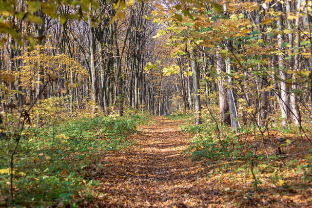 Paisagem de outono na floresta e árvores com folhas amarelas - Foto, Imagem